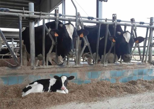 Bando emissioni zootecniche, CIA Cuneo: "L'adeguamento alle normative molto oneroso per gli allevatori, bene l'aiuto della Regione"