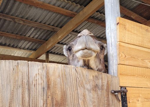 A Venasca è arrivato Orazio! A Venasca è arrivato Orazio!