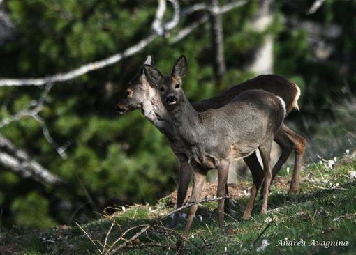 "Quando andate in montagna, non interferite con la fauna selvatica": l'appello del CRAS di Bernezzo a tutela degli animali