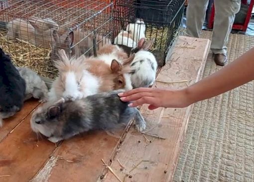 Al MIAC è di nuovo tempo di mercatino dei piccoli animali Al MIAC è di nuovo tempo di mercatino dei piccoli animali