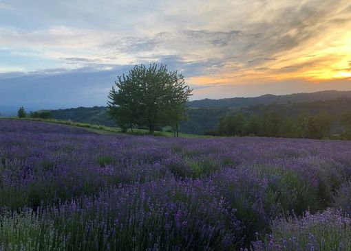 Foto di Arianna Pronesti