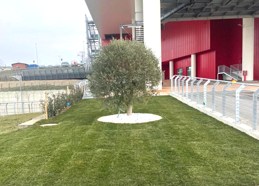 L'albero posato dalla Fondazione Nuovo Ospedale