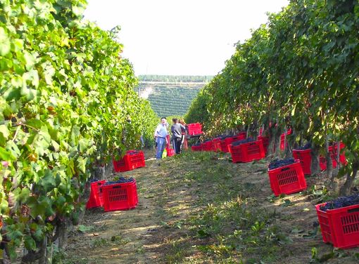 Un momento della vendemmia