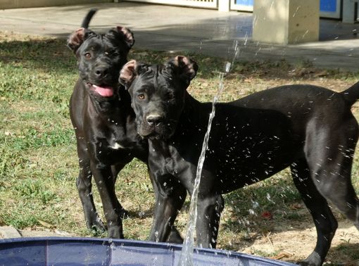 Seta e Malva, due cagnolone del canile di Pollenzo Seta e Malva, due cagnolone del canile di Pollenzo