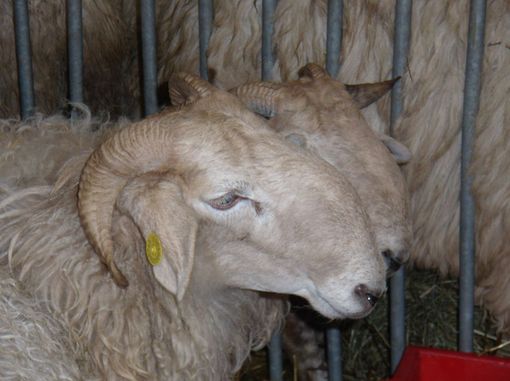 La “Mostra interprovinciale ovini di razza frabosana-roaschina” è annullata