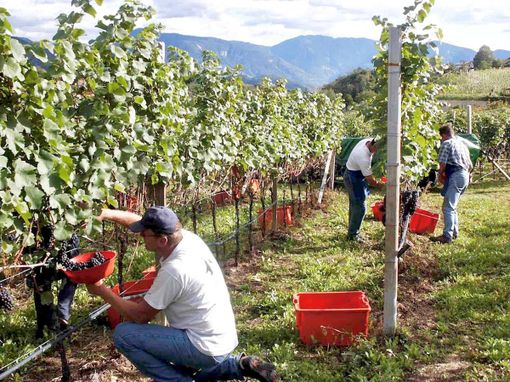 Vendemmia e raccolta con cooperative, Cia Cuneo: "Attenzione al documento obbligatorio sui rischi da interferenze tra attività" Vendemmia e raccolta con cooperative, Cia Cuneo: "Attenzione al documento obbligatorio sui rischi da interferenze tra attività"
