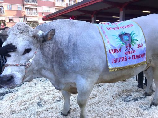 Da Fossano il bue grasso più pesante della 111ª Fiera Internazionale di Carrù [FOTO]