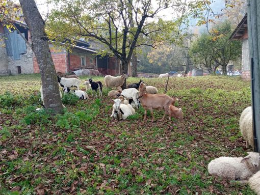 Roaschia: grande successo per la 27ª mostra della pecora roaschina (FOTO e VIDEO) Roaschia: grande successo per la 27ª mostra della pecora roaschina (FOTO e VIDEO)