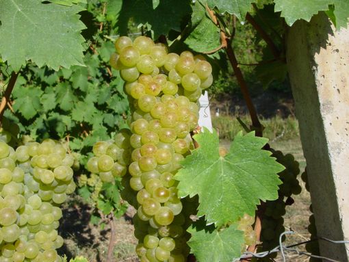 Un grappolo di uva Moscato