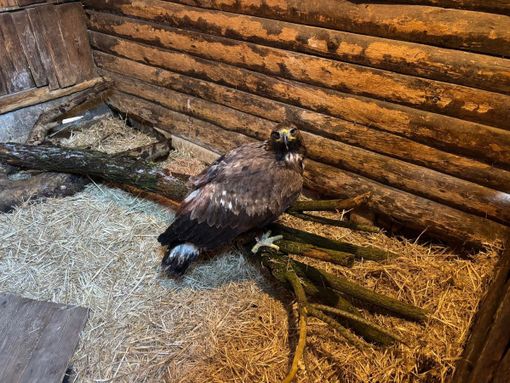 Un'aquila reale in cura al Centro di Bernezzo (archivio)