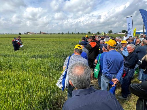 Filiera Gran Piemonte, Coldiretti Cuneo si aspetta una buona qualità: "Ora serve giusta remunerazione agli agricoltori e completa tracciabilità" Filiera Gran Piemonte, Coldiretti Cuneo si aspetta una buona qualità: "Ora serve giusta remunerazione agli agricoltori e completa tracciabilità"