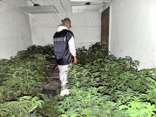 Alcune immagini piantagione scoperta dai Carabinieri di Bra a Vigliano d'Asti