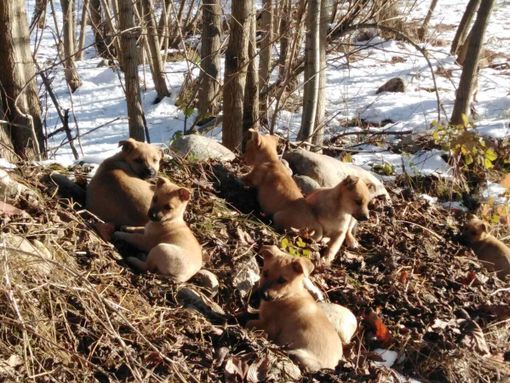 Otto cuccioli abbandonati vicino al torrente Pesio a Pianfei, il sindaco: "Li abbiamo salvati. Cercano una casa"