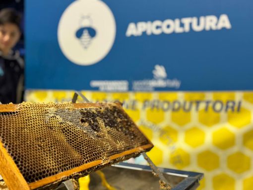 Il regno delle api, sentinelle della natura: dalla Regione 100.000 euro per 50 progetti nelle scuole (8 sono cuneesi)