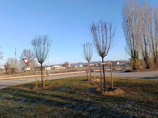 Bra: verde urbano, al via il programma di interventi della stagione invernale