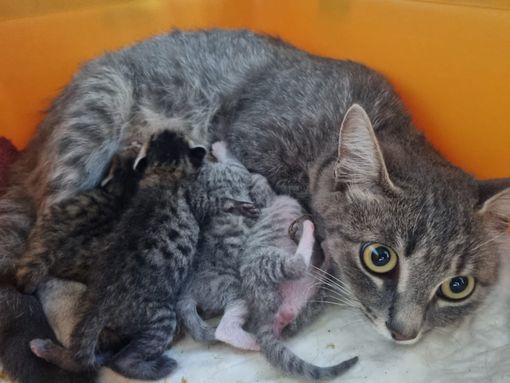 Si cerca una casa temporanea per una gatta e i suoi 5 cuccioli Si cerca una casa temporanea per una gatta e i suoi 5 cuccioli