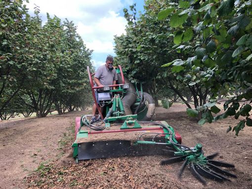 Dalla Langa al Roero, stagione nera per la Nocciola Piemonte: produzione in calo fino al 70%. "Il dato peggiore degli ultimi 60 anni"