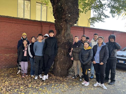 Gli studenti del Cillario segnalano un albero malato in via Nino Bixio: "Pronti a collaborare col Comune" Gli studenti del Cillario segnalano un albero malato in via Nino Bixio: "Pronti a collaborare col Comune"