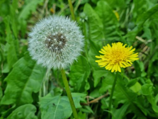 In foto il tarassaco, ma anche dente di leone In foto il tarassaco, ma anche dente di leone