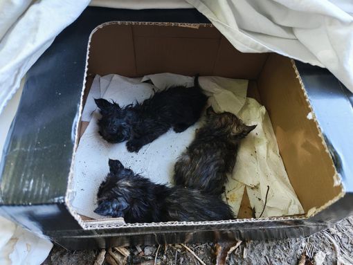 I gattini ritrovati e salvati dai volontari dell'Associazione