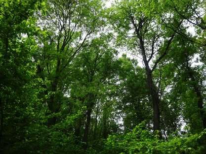 Ecosia, il motore di ricerca solidale che tenta di riforestare il pianeta Ecosia, il motore di ricerca solidale che tenta di riforestare il pianeta