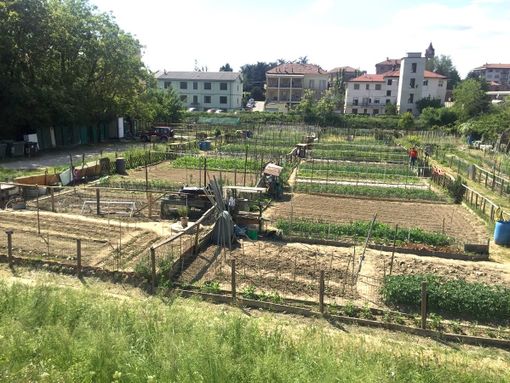 Gli orti urbani di viale Cherasca (foto Gisella Divino)