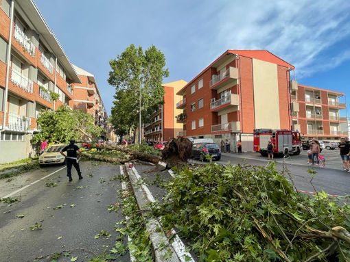 Il platano crollato al suolo in via Dario Scaglione