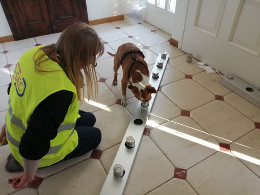 Cani anti-Covid all'aeroporto di Cuneo: è la prima volta in Italia