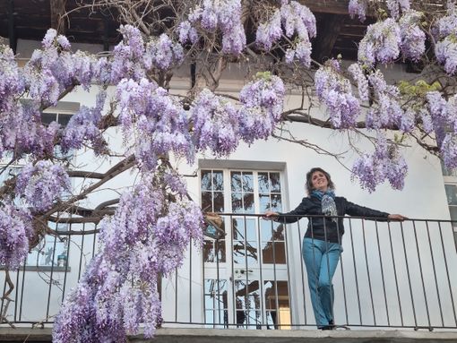 Cascata di glicini in via Medicità, a Bra