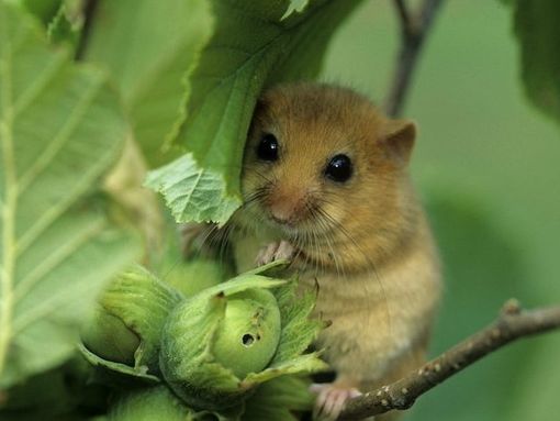 La Provincia si attrezza per limitare i danni del ghiro: via libera al piano di controllo 2020-2021 La Provincia si attrezza per limitare i danni del ghiro: via libera al piano di controllo 2020-2021