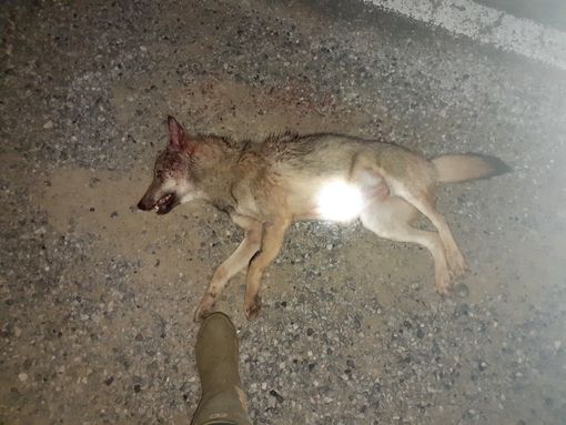 Il corpo del cucciolo investito lungo la Provinciale 10 a Sommariva Perno Il corpo del cucciolo investito lungo la Provinciale 10 a Sommariva Perno