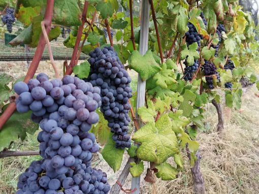 Terre del Barolo: un’annata che sarà molto apprezzata per i grandi vini di Langa