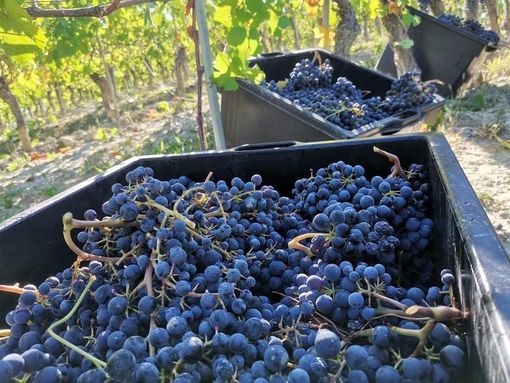 Al via la rilevazione dei prezzi delle uve da vino Doc e Docg per la stagione 2024 Al via la rilevazione dei prezzi delle uve da vino Doc e Docg per la stagione 2024