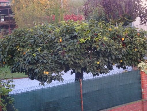 Bra, la Festa dei frutti d’autunno ha fatto “13”