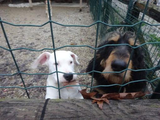 Bra: avviso pubblico per l’affidamento del canile di Pollenzo