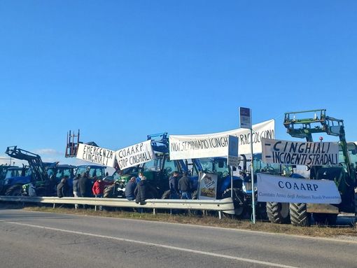 Emergenza cinghiali, a un anno dalla petizione il CoAARP tuona: "Silenzio assordante dalle istituzioni"