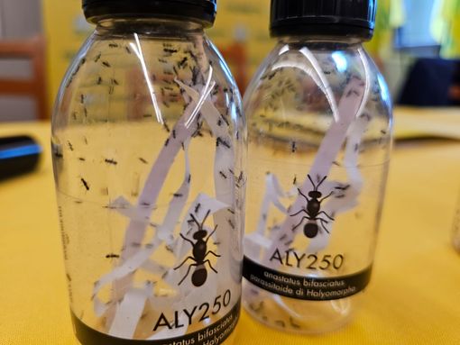 Lotta alla cimice asiatica, 72mila insetti antagonisti rilasciati e danni in netto calo [FOTO]