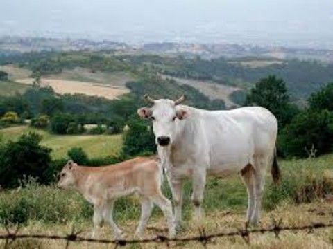 Razza Piemontese, Coldiretti Cuneo: allevatori perdono 600 euro a capo, indispensabile forte impegno della Regione Razza Piemontese, Coldiretti Cuneo: allevatori perdono 600 euro a capo, indispensabile forte impegno della Regione
