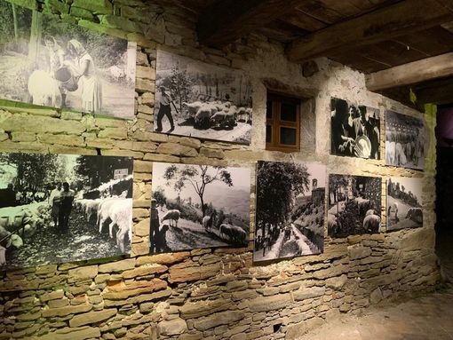 L'ecomuseo della pecora della Langa Ph_Ascheri L'ecomuseo della pecora della Langa Ph_Ascheri