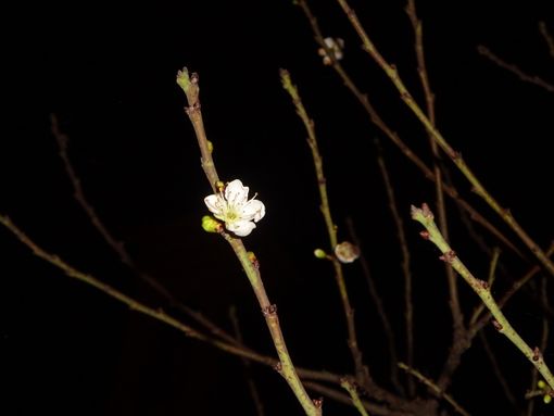 Bra, anche quest’anno è fiorito il pruno selvatico al Santuario della Madonna dei Fiori