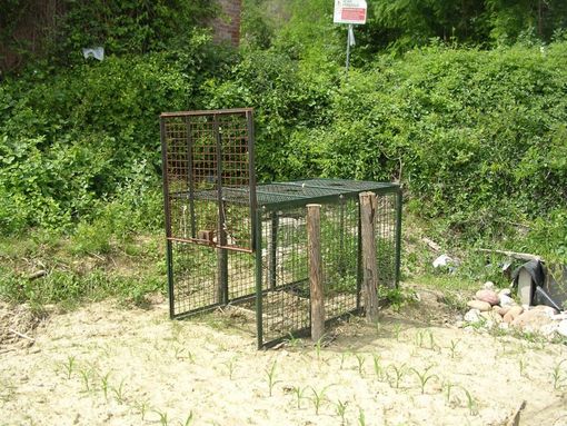 In arrivo gabbie e recinzioni elettrificate per il controllo dei cinghiali e contrasto all’epidemia di Peste suina africana (Psa) In arrivo gabbie e recinzioni elettrificate per il controllo dei cinghiali e contrasto all’epidemia di Peste suina africana (Psa)