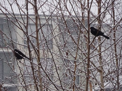 Giorni della merla con il bel tempo, sfatata la tradizione Giorni della merla con il bel tempo, sfatata la tradizione