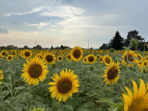 Aperto il contest per fotografare i "Girasoli a Farigliano"