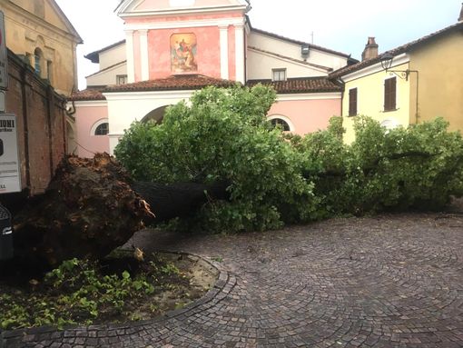 Il secolare tiglio caduto in piazzetta Falletti a Barolo Il secolare tiglio caduto in piazzetta Falletti a Barolo