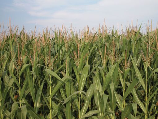 Nel Ddl “Coltivaitalia” nessuna misura per frutta, mais e legno, Confagricoltura Cuneo: "Servono correttivi" Nel Ddl “Coltivaitalia” nessuna misura per frutta, mais e legno, Confagricoltura Cuneo: "Servono correttivi"