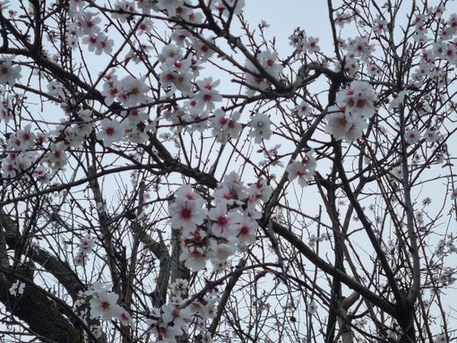 Il mandorlo, fiore d’inverno e d’amore che fa sognare il mondo