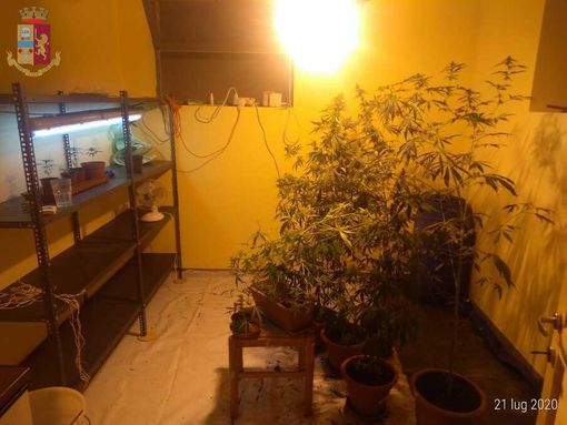 Trinità, coltivava marijuana in una "serra indoor": 45enne arrestato dalla Polizia