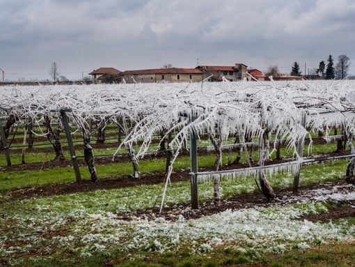 Gelate, Coldiretti: per i danni serve proroga e snellimento delle procedure