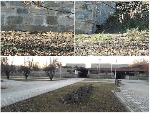 Topi si aggirano intorno all'ex tribunale di Alba, l'avvocato Ponzio: “Non merita questo degrado”