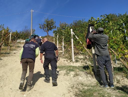 Caporalato nelle Langhe e lavoratori irregolari e in nero: due denunciati Caporalato nelle Langhe e lavoratori irregolari e in nero: due denunciati